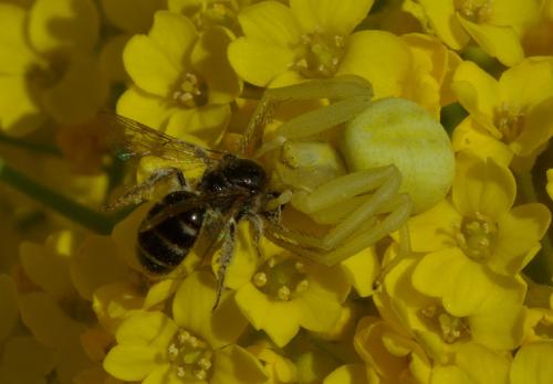 Misumena vatia