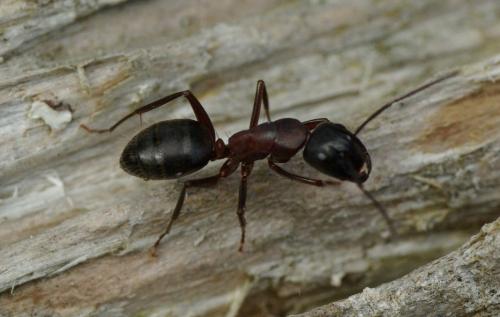 Réf. 31 475 : Camponotus sp.