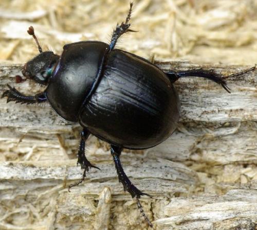 Anoplotrupes stercorosus