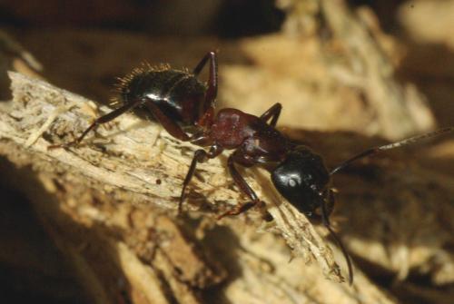 Réf. 31 476 : Camponotus sp.