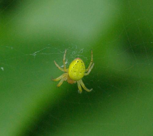 Araniella sp.