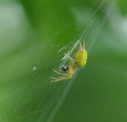 Araniella sp.