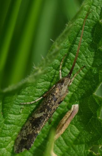 Glyphotaelius pellucidus