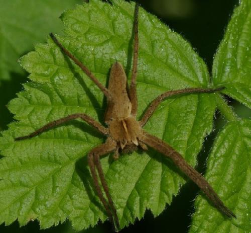Réf. 31 535 : Pisaura mirabilis