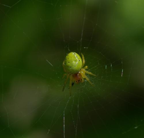 Araniella sp.