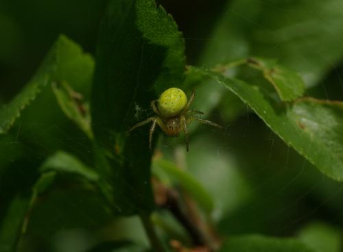 Araniella sp.
