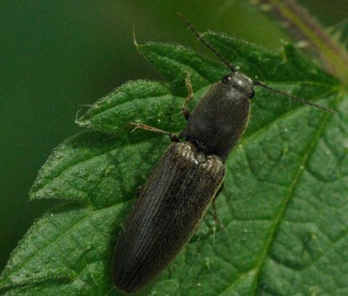 Réf. 31 596 : Athous haemorrhoidalis