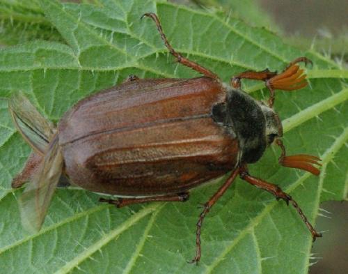 Melolontha melolontha