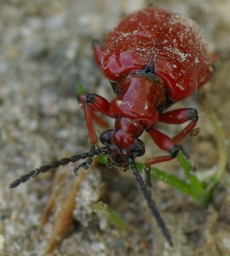 Réf. 31 521 : Lilioceris merdigera