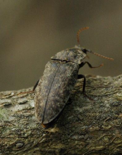 Agrypnus murinus