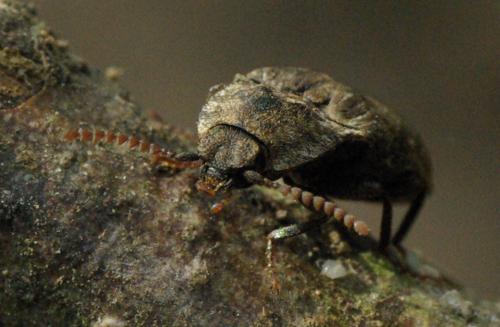 Agrypnus murinus