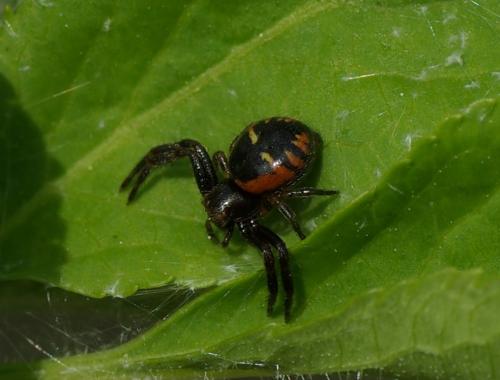 Réf. 31 780 : Synema globosum