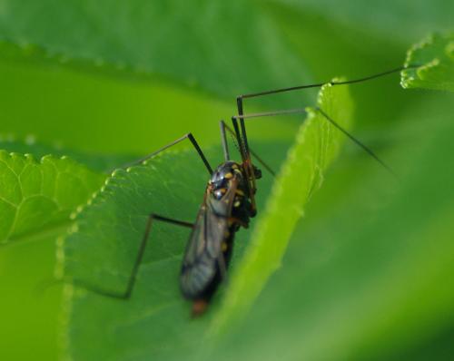 Nephrotoma crocata