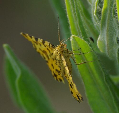 Pseudopanthera macularia