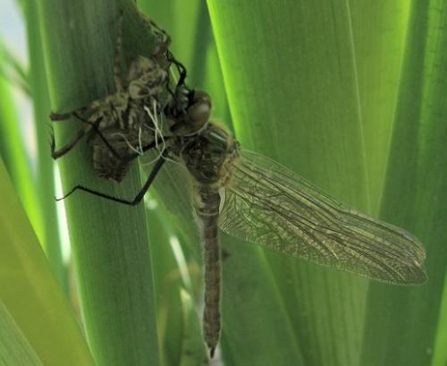 Cordulia aenea