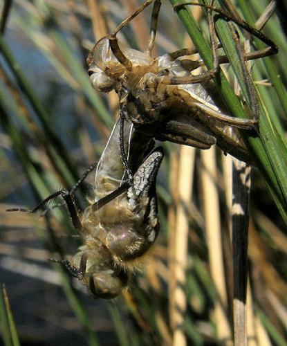 Cordulia aenea
