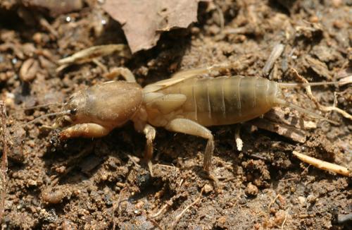 Réf. 31 645 : Scapteriscus sp.