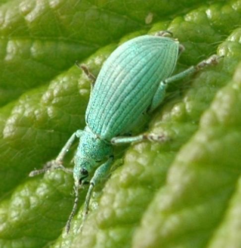 Polydrusus planifrons