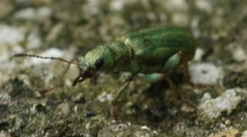 Réf. 31 240 : Pachyrhinus lethierryi