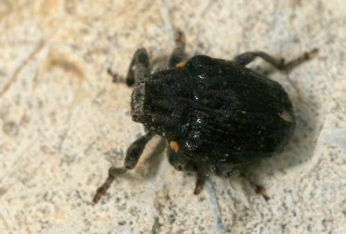Réf. 31 743 : Stenocarus sp.