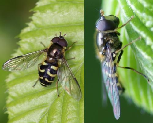 Dasysyrphus venustus