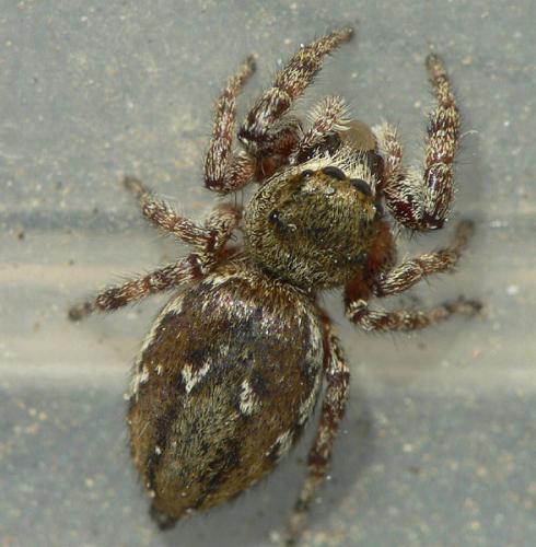 Dendryphantes rudis