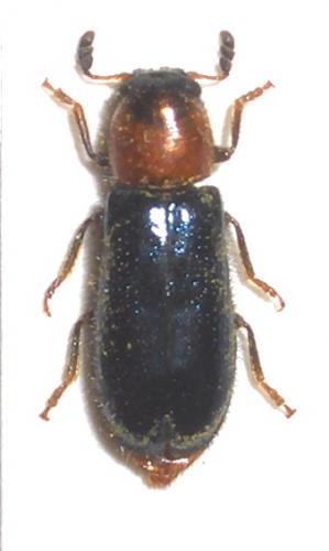 Dermestoides sanguinicollis