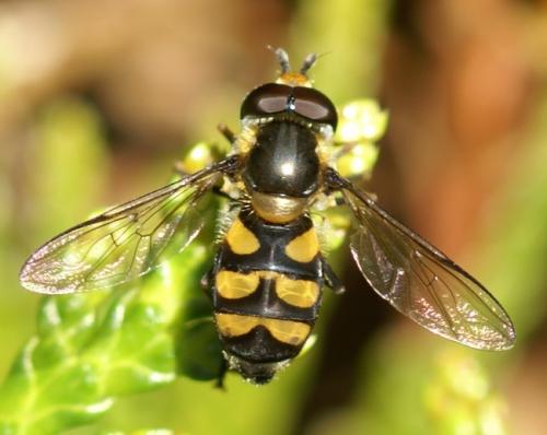 Réf. 31 446 : Didea fasciata