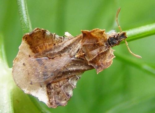 Réf. 31 660 : Phymata monstrosa