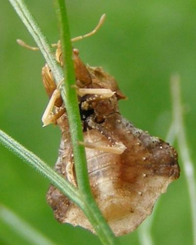 Réf. 31 662 : Phymata monstrosa