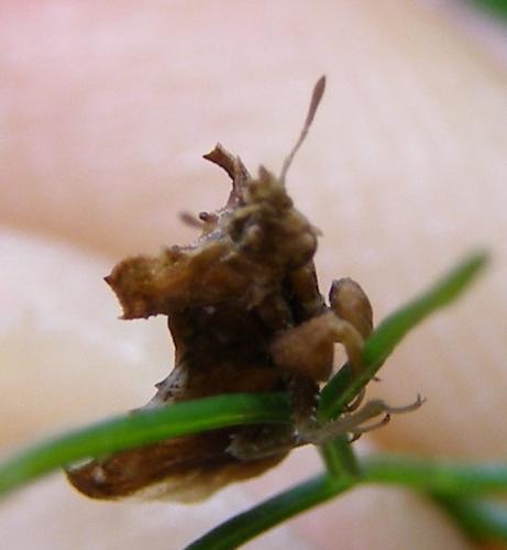 Réf. 31 663 : Phymata monstrosa