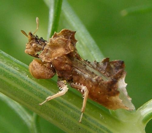 Réf. 31 986 : Phymata monstrosa