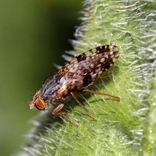Réf. 31 279 : Tephritis sp.