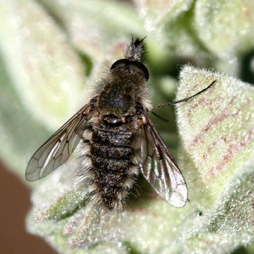 Réf. 31 371 : Conophorus sp.