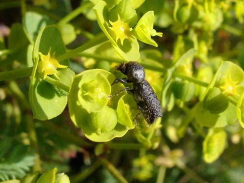 Amphicerus bimaculatus