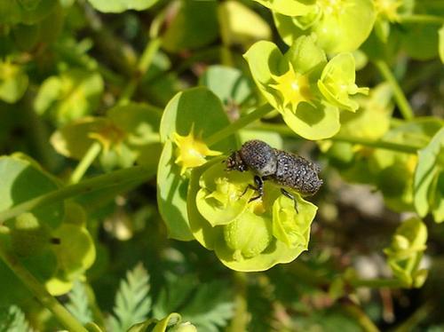 Amphicerus bimaculatus