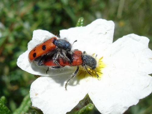 Trichodes octopunctatus