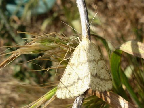 Aspitates ochrearia