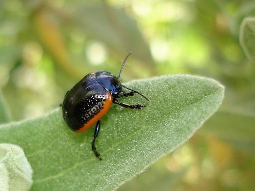 Réf. 31 436 : Chrysolina sanguinolenta