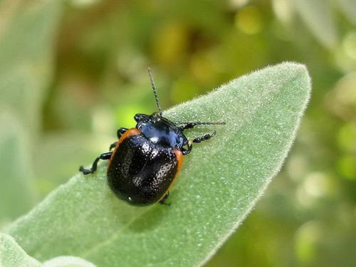 Réf. 31 435 : Chrysolina sanguinolenta