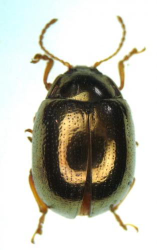 Chrysolina peregrina