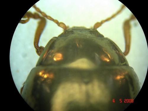 Chrysolina peregrina