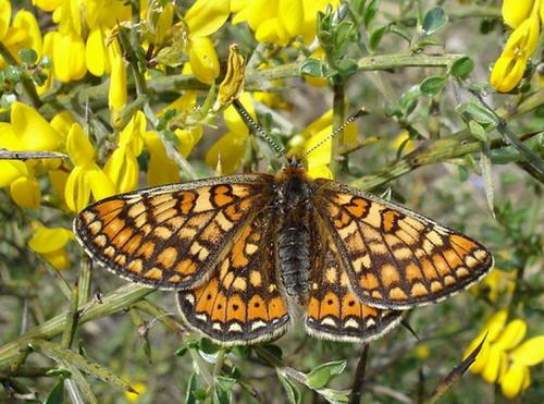 Réf. 31 528 : Euphydryas aurinia