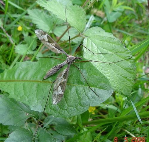 Tipula maxima