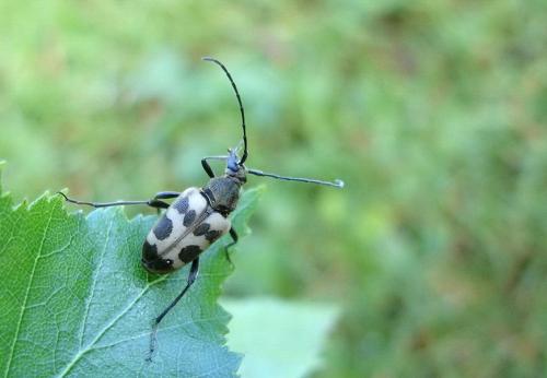Réf. 31 976 : Pachytodes cerambyciformis