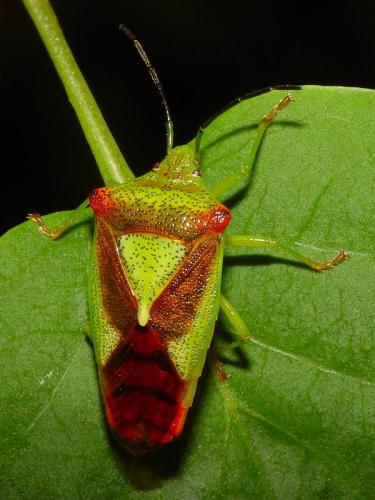 Acanthosoma haemorrhoidale haemorrhoidale