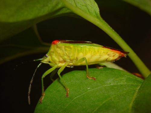 Acanthosoma haemorrhoidale haemorrhoidale