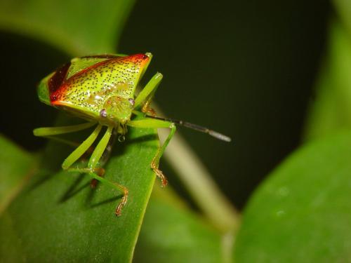 Acanthosoma haemorrhoidale haemorrhoidale