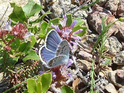 Plebejus argus