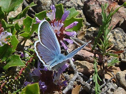 Plebejus argus